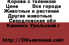 Корова с теленком › Цена ­ 69 - Все города Животные и растения » Другие животные   . Свердловская обл.,Каменск-Уральский г.